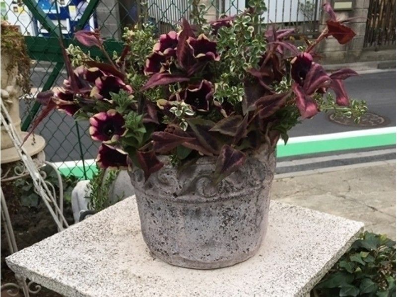 【栃木・宇都宮市】アレンジみたいな華やかな寄せ植えレッスン★