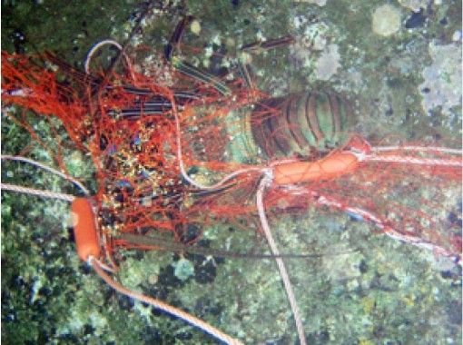 [鹿兒島奄美大島和漁業體驗]纏繞帶海的果實！龍蝦刺網捕魚之旅の画像