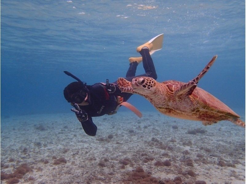 Okinawa Miyakojima Sea turtle