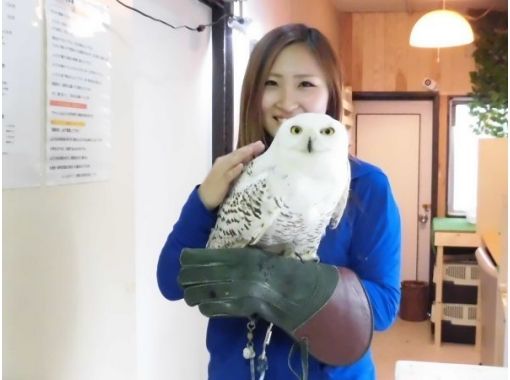 山梨 富士吉田 ふくろうカフェでリラックス 60分 餌やりもできます アクティビティジャパン