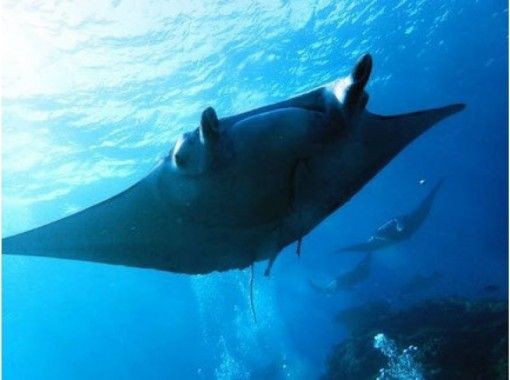 沖縄 石垣島 体験ダイビング 初心者でも安心 じっくり マンタと幻の島上陸ランチ付き 6 5時間 アクティビティジャパン