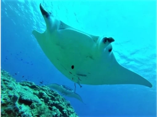 [Okinawa, Ishigaki Island] Underwater spectacular view ☆ 2-dive experience "Manta Ray and Sea Turtle" Lunch included ★ Equipment included! MTの画像