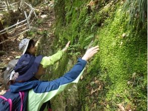 [Nara/Yoshino] Moss Walking in Manyo-no-michi ~ Relaxing moss observation and terrarium making in Kawakami Village ~