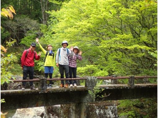 【奈良、吉野】最深处古道上的苔藓漫步～在充满绿意的原始森林里悠闲度假～の画像