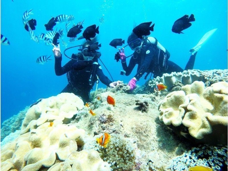 【沖縄・感動体験ダイビング】サンゴ礁と熱帯魚の餌付け満喫!完全貸切♪ 写真&動画無料♪ 沖縄人ガイド
