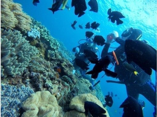 沖縄 ダイビングライセンス Padiオープンウォーターダイバー 沖縄最安値に挑戦 沖縄人ガイド アクティビティジャパン 沖縄 ダイビングライセンス Padiオープンウォーターダイバー 沖縄最安値に挑戦 沖縄人ガイド アクティビティジャパン
