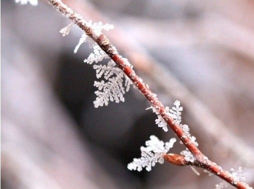ノンノの森