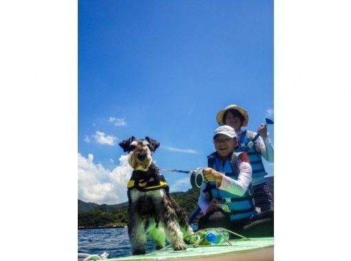 関西 兵庫 淡路島 愛犬と一緒に水上さんぽsup体験 体験写真のデータプレゼント アクティビティジャパン