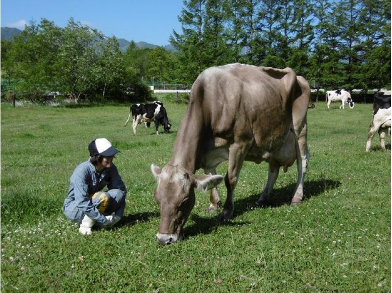 【北海道・十勝清水】「日本じゃないみたい！」な牧場で牛たちの世界を訪問！★選べるアイス付き★