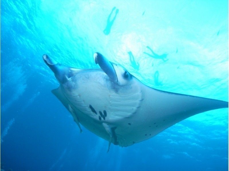 【石垣島】マンタとウミガメシュノーケル&幻の島&竹富島観光＆サンゴ礁体験ダイブ！プレミアム1日コース