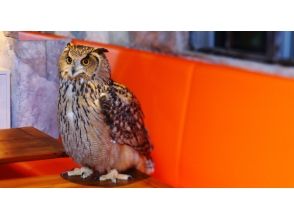 [Tokyo owl flies in the world of Roppongi] picture book! "Bird Cafe" First 30 minutes trial! (With 1 drink)