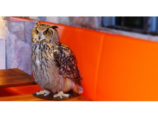 [Tokyo owl flies in the world of Roppongi] picture book! "Bird Cafe" First 30 minutes trial! (With 1 drink)の画像