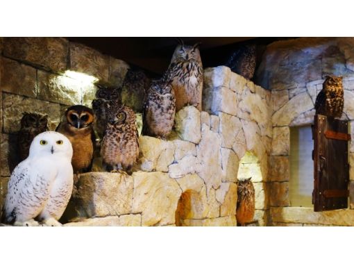 [Tokyo owl flies in the world of Roppongi] picture book! "Café" 60 minutes (with 1 drink)の画像