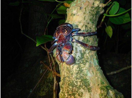 【沖縄・西表島】【夜】天然のプラネタリウム！星空＆亜熱帯ジャングルナイトツアーの画像