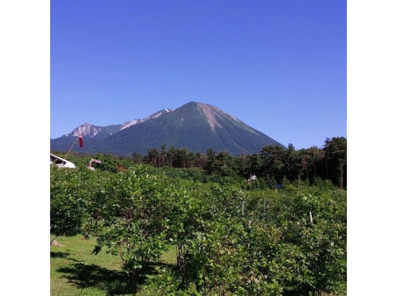 【鳥取・大山】ブルーベリー摘み取り食べ放題＆ジャム作り体験プラン ♪