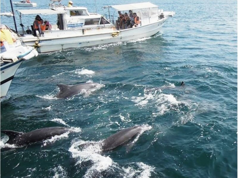 【熊本・天草】イルカウォッチング&お食事セット ♪