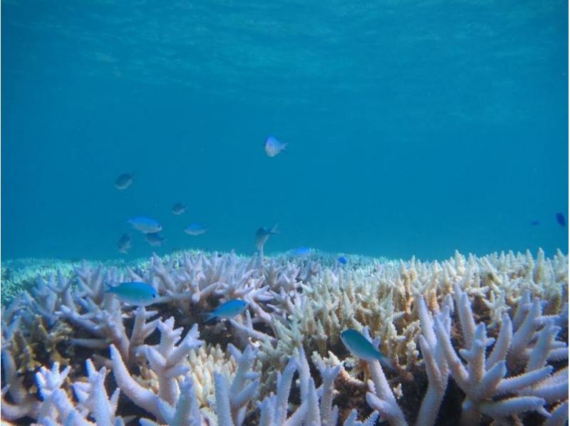 【沖縄・石垣市】ボートシュノーケル体験!石垣島の綺麗な海と珊瑚礁を満喫しよう!
