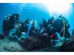 【鹿児島・南さつま市・桜島・坊津・錦江湾】透明度の高い海で体験ダイビング!水中写真プレゼント中の画像