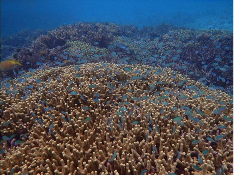 【沖縄・石垣島】幻の島☆浜島に上陸しよう♪(半日コース)