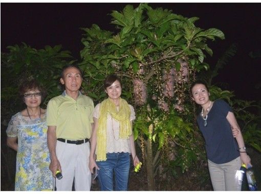 沖縄 石垣島 期間限定 車で行くサガリバナ観賞ツアー ２時間半 送迎あり アクティビティジャパン