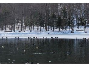 【北海道・札幌】毎年人気！スノーシューのんびり1日コース　北大苫小牧研究林ウォーキング（ガイド同行）