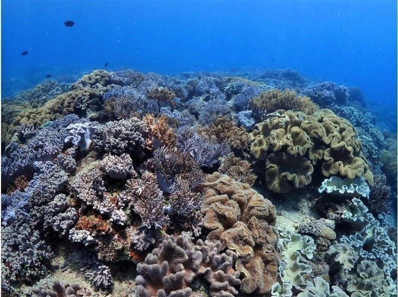 [預約☆沖縄經驗深潛♪]珊瑚體驗，你可以遇到珊瑚和很多魚深潛♪の紹介画像