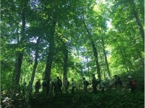 【北海道・黒松内町】四季のブナ林ガイドウォーク(90分コース)の画像