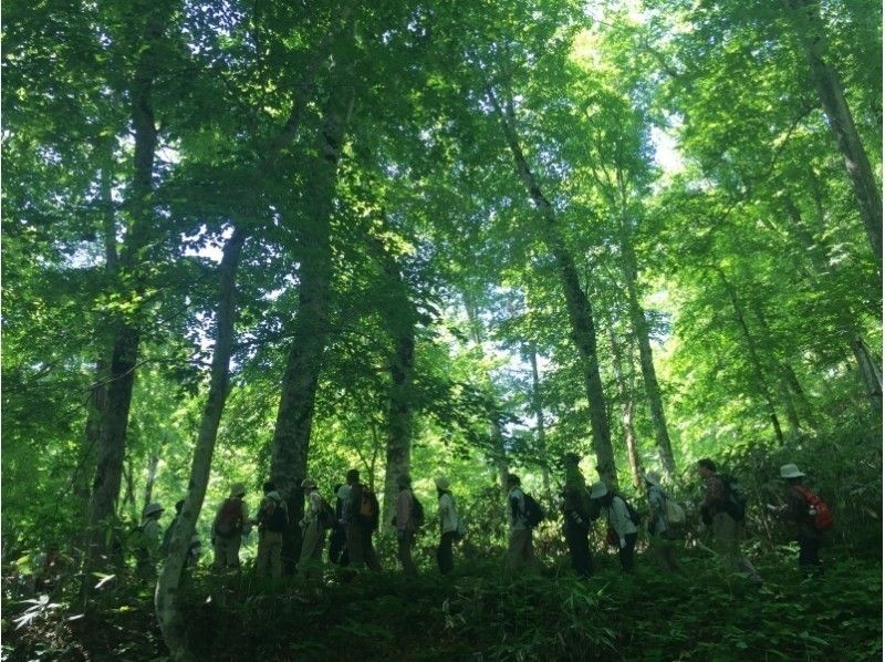 【北海道・黒松内町】四季のブナ林ガイドウォーク(90分コース)