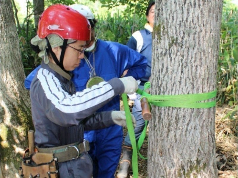 【北海道・黒松内町】木登り体験 / ツリーイング