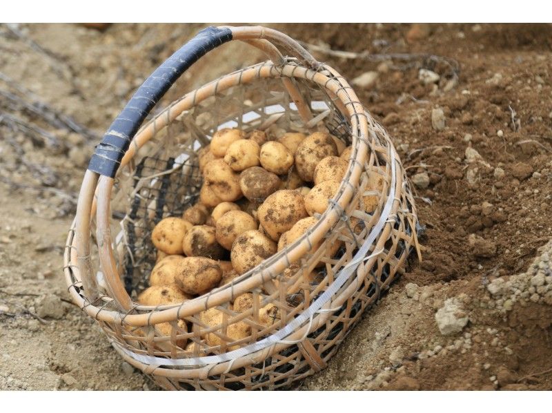 【北海道・黒松内町】農業体験 ☆季節の野菜を収穫しよう!