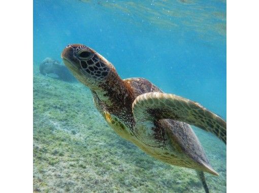 《組数限定》プラン！当日予約歓迎！【宮古島・シュノーケル】ウミガメ探索シュノーケルツアー　の画像