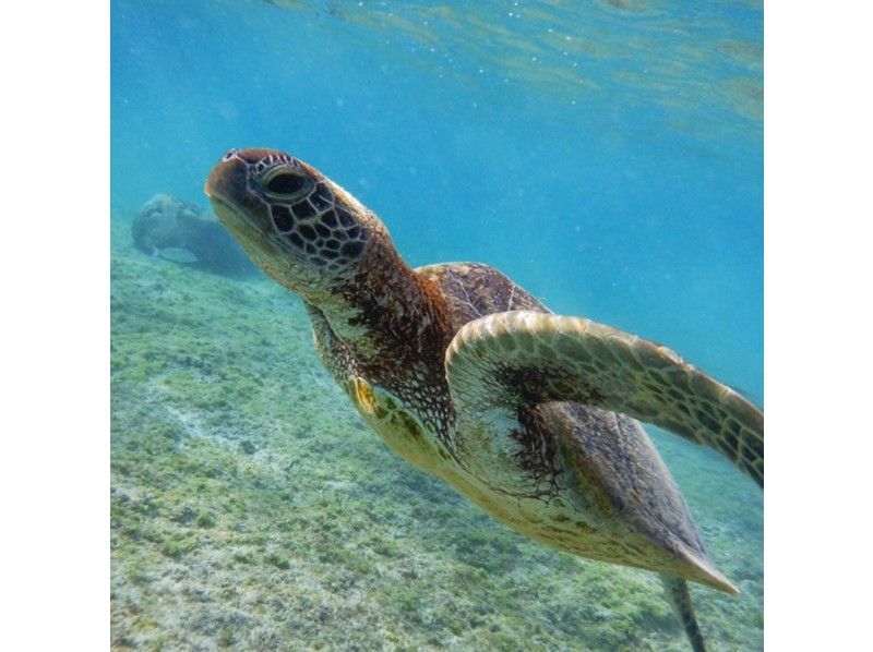 團體名額有限！當天預約即可！ 【宮古島浮潛】海龜探險浮潛之旅の紹介画像
