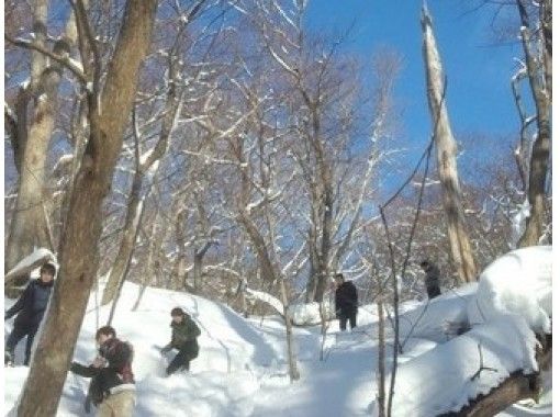 [Hokkaido ・ Sapporo]Snowshoes Full-day course Lake Shikotsu "Bei" large tree forest plan (guide companion)の画像