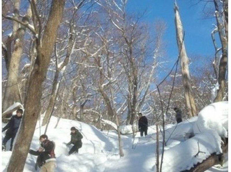 [Hokkaido ・ Sapporo]Snowshoes Full-day course Lake Shikotsu "Bei" large tree forest plan (guide companion)の紹介画像