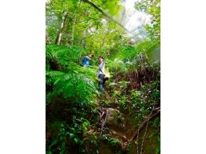 [沖縄·西表島]讓我們以瀑佈為目標！有一天叢林徒步旅行の画像
