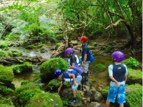 [Okinawa ・ Iriomote Island] 1 day jungle trekking & Yufu island tour