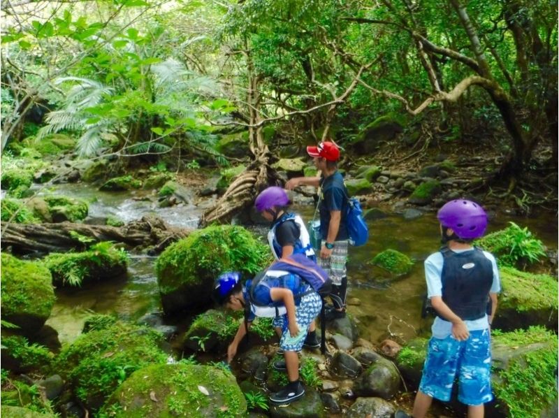 [Okinawa ・ Iriomote Island] 1 day jungle trekking & Yufu island tourの紹介画像