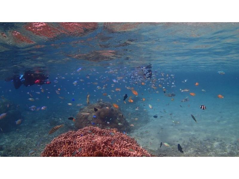 【沖縄・宮古島】一年を通し透明感の高い海域でビーチ体験ダイビング＜ライセンス不要＞