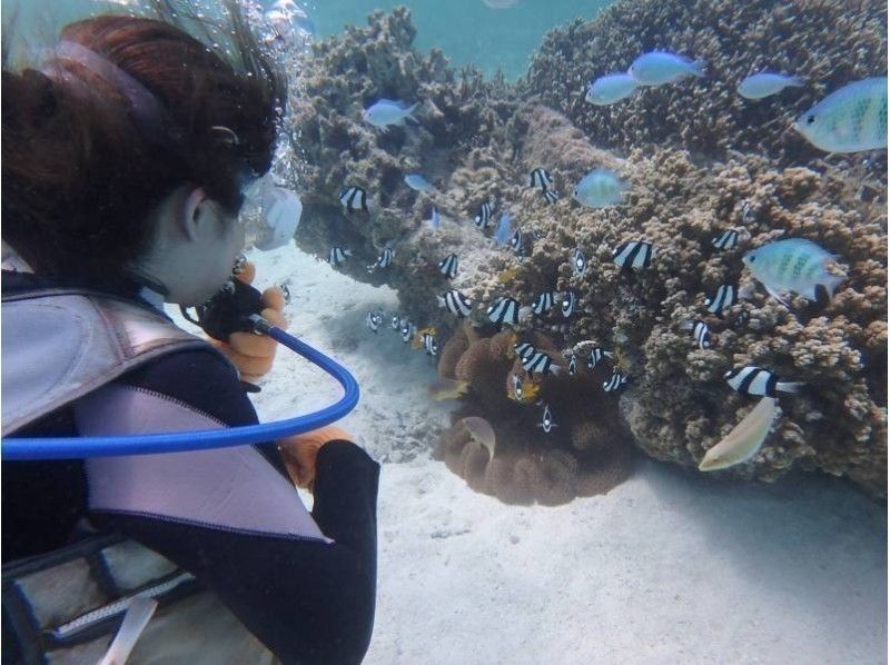 【沖縄・宮古島】ビーチ体験ダイビング！ビーチから簡単＆快適！たくさんの魚たちとランデブー！午前コース