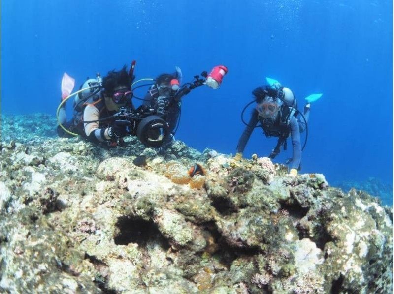 【沖縄・宮古島】ビーチファンダイビング！宮古島のビーチは格別！たくさんの魚・サンゴを見ることができる