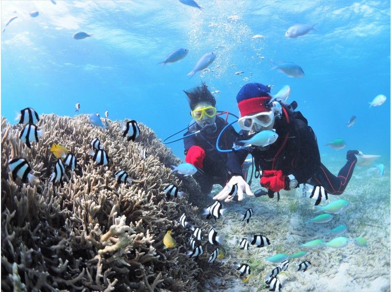 スーパーサマーセール2024【沖縄・宮古島】ビーチファンダイビング！宮古島のビーチは格別！たくさんの魚・サンゴを見ることができるの紹介画像