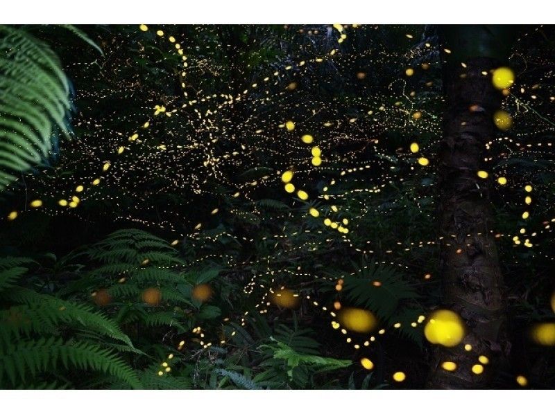 【沖縄・石垣島】幻想的な森の妖精、ヤエヤマボタルに会いに行こう!(約2時間)★期間限定★