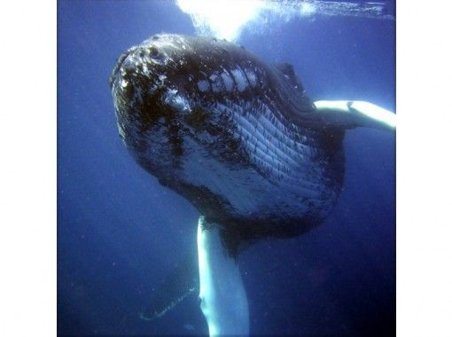[鹿儿岛/ ami美市]鲸鱼游泳（必答深潜许可证）/观看“冬季限定方案”の画像