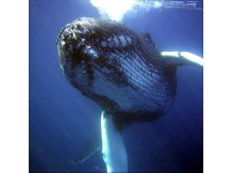 [鹿儿岛/ ami美市]鲸鱼游泳（必答深潜许可证）/观看“冬季限定方案”の紹介画像