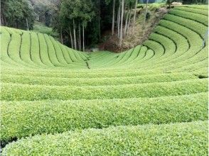 【京都・宇治・和束】茶畑ハイキングと茶摘み体験 ♪店舗で茶葉の実食も（英語OK）