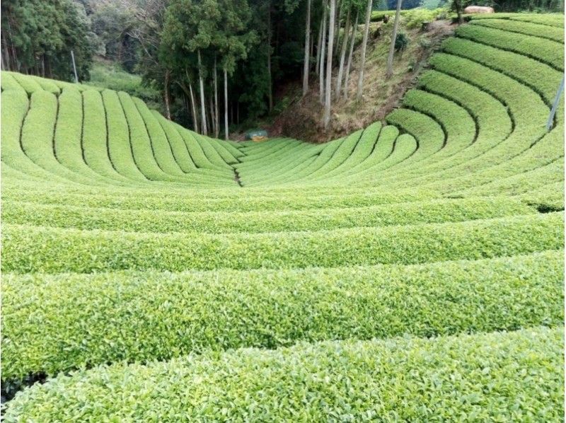 【京都・宇治・和束】茶畑ハイキングと茶摘み体験 ♪店舗で茶葉の実食も（英語OK）
