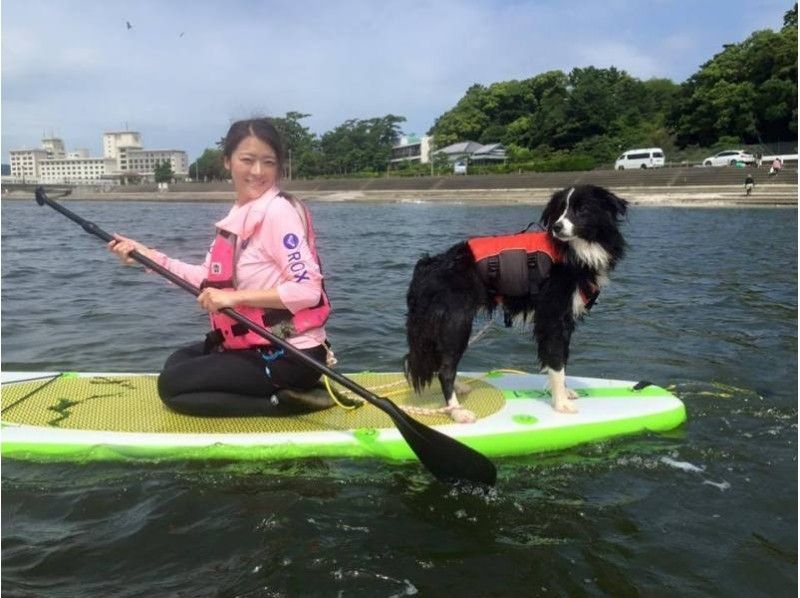 [Aichi ・ Gamagori Takeshima] SUP experience tandem (2-seater) 2-hour course! Enjoy SUP with your dog!の紹介画像