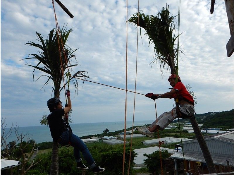 【沖縄・南部】ヤシの木登りとヤシの実狩り体験