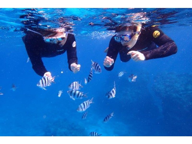 【Free Feeding】 In the Keira half-day Easy snorkel course