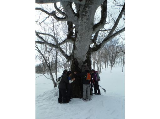 [Hokkaido ・ Kuromatsunai Town] You can meet only in winter! Giant beech tree watching tourの画像